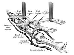 Care guide for tendon rupture. Biology And Anatomy Of Flexor Tendon Youtube