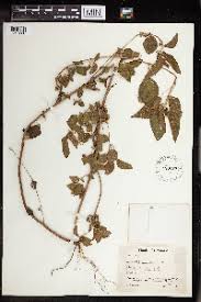 Image result for Acalypha bipartita