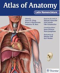 This is page 8 of a photographic atlas i created as a laboratory study resource for my biol 121 anatomy and physiology i students on the bones and bony landmarks of the appendicular skeleton. Thieme Atlas Of Anatomy Latin Nomenclature Pdf Free Download