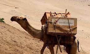Gamzee got kicked in the shame globes. Camel Library Proves A Hit For Locked Down Ethiopian Kids Pba