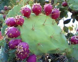 Mckee even suggests drinking cactus water during cocktail hour. Cactus