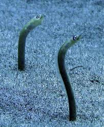 A Kona Hawaii Scuba Diver Blabbers On Garden Eels Ocean Creatures Ocean Animals Underwater Sea