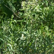 Image result for Clerodendrum ternatum