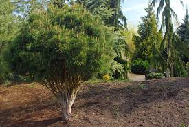 Image result for Hunteria densiflora