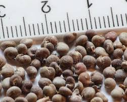 Image result for Capparis