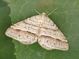 Image result for Mesotype parallelolineata