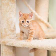 370 likes · 12 talking about this. How To Take Cute Pictures Of Kittens