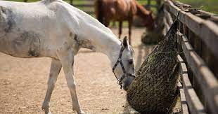 When the horse for too long eats this hay, it starts causing infections in his lungs, which later become the reason for significant illness and sometimes try to wash hay and dry it before serving it to the horse; Feeding Problems And Solutions