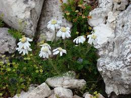 Image result for Anisopappus kirkii