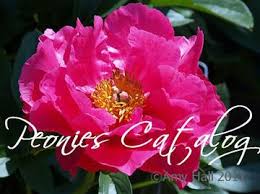 Red peony, white peony, pink peony, double peony, fragrant peony, japanese peony, single peony. Peony Farm Bare Root Peonies Tree Peony Wholesale Buyers