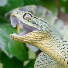African Snakes Bush Vipers Viper Snake African Bush Viper Snake