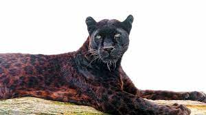 We did not find results for: Black Jaguar Hd Wallpaper Background Image 1920x1080