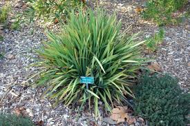 Image result for Aristea ecklonii