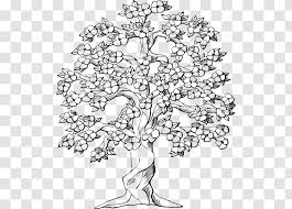 Blossom on black by tim gainey. Cherry Blossom Tree Drawing Clip Art Leaf Transparent Png