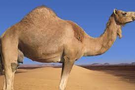 Watch videos about our products, technology, company happenings and more. Subhanallah Inilah Mukjizat Penciptaan Unta Republika Online