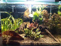 Sand in the rio negro is fine in grain and light in color. 125 Liter Rio Negro Zufluss Biotop Flowgrow