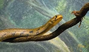 Image result for Indigofera subcorymbosa