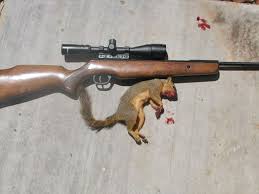 Which Is The Best Caliber For Airgun Hunting