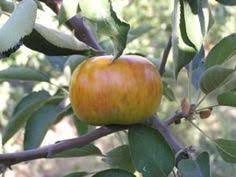 Our expertly crafted collections offer a wide of range of cooking tools and kitchen appliances, including a variety of antique apple corer. 110 Apple Farm Ideas Apple Farm Apple Fruit