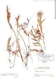 Image result for Laurembergia tetrandra