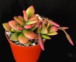 We did not find results for: Anacampseros Telephiastrum Variegata Surreal Succulents