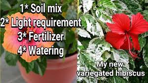 Health Benefits Of Hibiscus Flower In Hindi Youtube