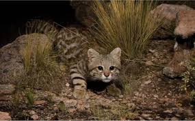 Colocolo (from mapudungun colocolo, mountain cat) was a mapuche leader (cacique lonco) in the early period of the arauco war. Gato Colocolo Tiposdegatos Com