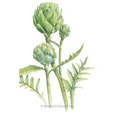 Artichoke, or globe artichoke, is a perennial thistle, cynara cardunculus (or c. Green Globe Improved Artichoke Seeds Vegetables Botanical Interests