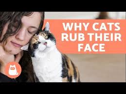 Discover Why Do Cats Rub Their Face On You Here To Know The Love Sign Behind This Irresistable Affectionation Behavior In 2020 Cats Mean Cat Animal Lover