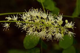 Image result for Amblygonocarpus andongensis