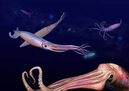 Based in san francisco, kraken is the world's largest global digital asset exchange based on euro volume and liquidity. The Kraken S Cousin Searching For The Mysterious Jumbo Squid Wired