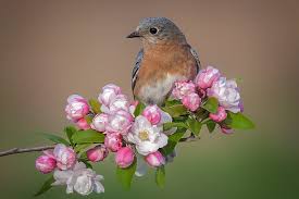Birds and flowers 4k wallpaper. Hd Wallpaper Birds Eastern Bluebird Flower Wallpaper Flare