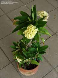 Pin By Nichole Barton On Things I Like Plants Euphorbia Crown Of Thorns Plant