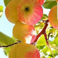 Ready Tanaman Buah Dan Pupuk On Instagram Banyak Orang Yang Menyukai Buah Apel Buah Yang Berwarn Tropicheskie Frukty Fruktovye Derevya Izobrazheniya Fruktov