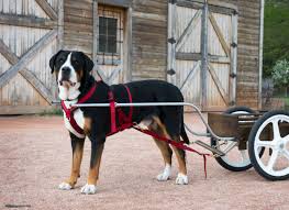 Check spelling or type a new query. Pine Grove Greater Swiss Mountain Dogs