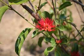 Image result for Combretum