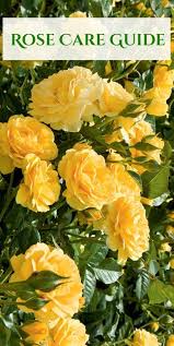 Caring For Roses A Beginner S Rose Growing Guide Rose Garden Design Planting Roses Roses Garden Care