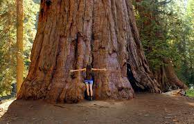 The redwoods are a combination of redwood national and state parks that spread all up the northern coast of california. Best Of The Redwoods 10 Tip Top Things To See Around California S Big Trees
