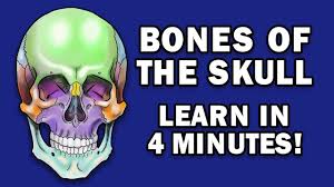 Provides bony architecture to major neurovascular and lymphatic structures. Bones Of The Skull Learn In 4 Minutes Youtube