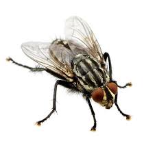 Once you get control of flies, you will get control of maggots. Fly Control
