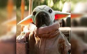 May I Introduce You To Mork Skywalker The Adorable Pug Who Looks Like Baby Yoda Baby Dogs Dog Rescuers Pug Dog