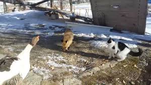 Tilkinin Kedi Ve Kazla Ekmek Kapma Mucadelesi Youtube