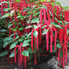 Image result for Acalypha fimbriata