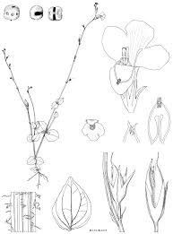 Image result for Mesanthemum africanum