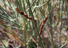 Image result for Spartium