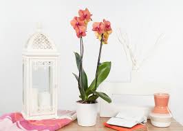 Horses, giraffes & more canvas print. Decorate With Pantone S Color Of The Year Living Coral