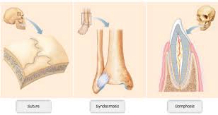 The ligaments, joint capsules and labrum are fixed structures that stabilise and reinforce the shoulder. Print A P Chapter 8 Joints Flashcards Easy Notecards