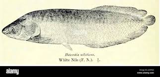 Image result for Heterotis canescens