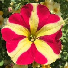 Check spelling or type a new query. Christine Sweeney On Twitter Thank You Hopewell Nursery For Bringing Us Beautiful Shrubs Perennials Every Day Njmhasgr8growers Nyyroro Rmmkevin Fcorchad Jennhd193 Wilkie Cindy Coreyliliston Stanleylabady Skfroude Https