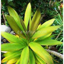 Image result for Cordyline stricta